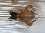 Male gadwall have dark bills compared to the yellow-coloured bills of females - Rich Andrews 